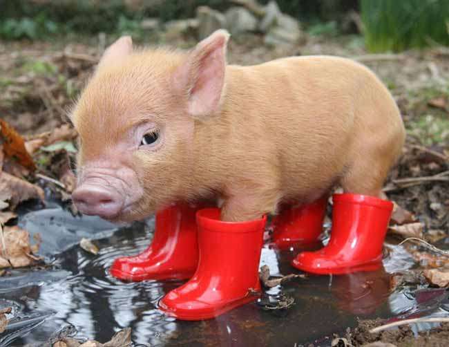 Casting para El Gato con Botas, OINK!!!