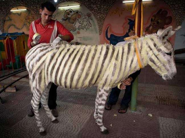 La crisis afecta a los Zoológicos.