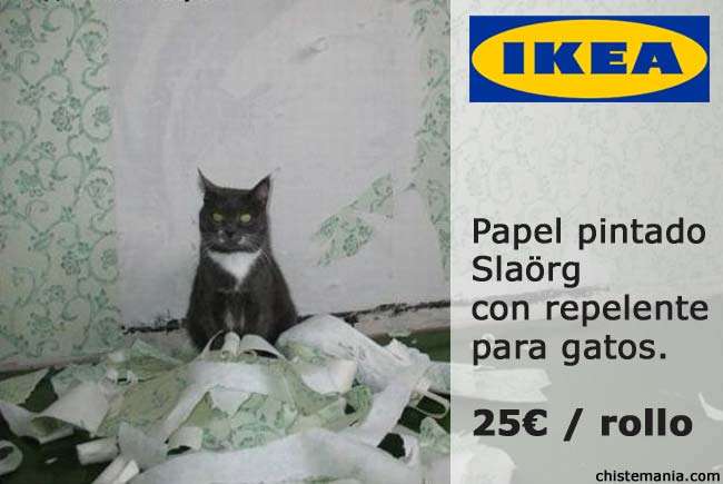 Como decorar tu casa con un gato !!!